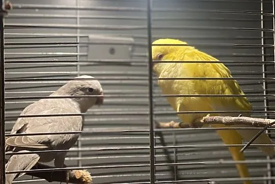 rudosterki pineaplle mnicha OKAZJA, Świętokrzyskie, Oblęgór