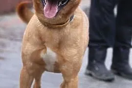 Kuk - pies na medal w dobre ręce,  lubelskie Lubli, Lublin