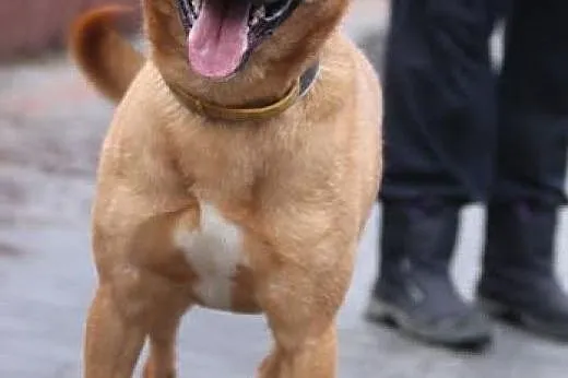 Kuk - pies na medal w dobre ręce,  lubelskie Lubli