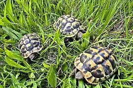 Żółwie greckie na sprzedaż