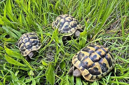 Żółwie greckie na sprzedaż, Mazowieckie, Warszawa