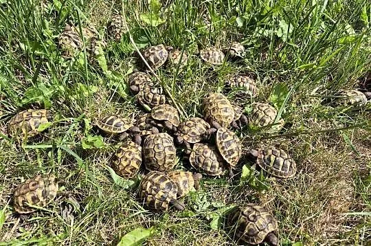 Żółwie greckie na sprzedaż, Mazowieckie, Warszawa