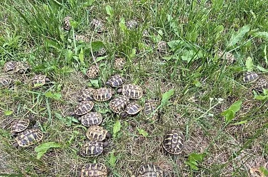 Żółwie greckie na sprzedaż, Mazowieckie, Warszawa