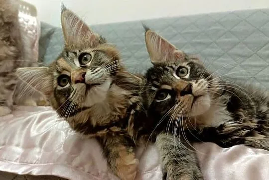 Cudowne kociaczki Maine coon, Dolnośląskie, Wrocław