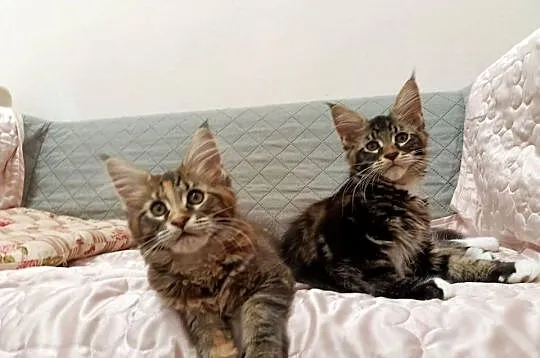 Cudowne kociaczki Maine coon, Dolnośląskie, Wrocław