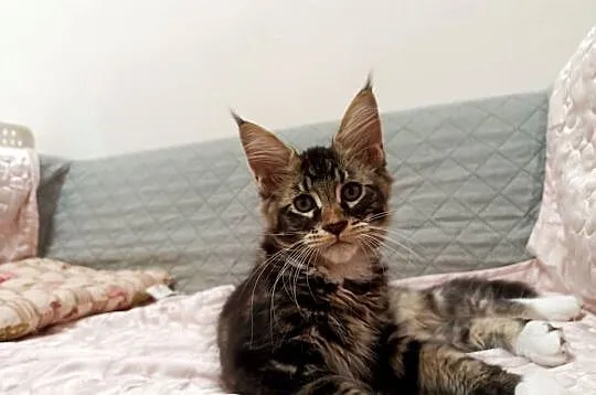 Cudowne kociaczki Maine coon, Dolnośląskie, Wrocław