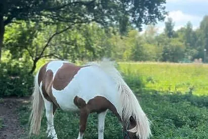 Sprzedam wałacha w typie szetlandzkim, Małopolskie, Kęty