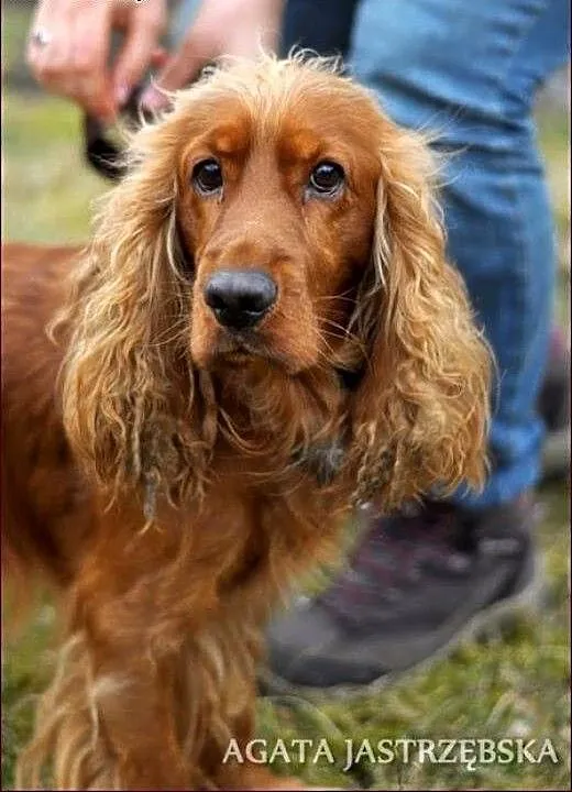 Prześliczny spaniel - Maks :), warmińsko-mazurski
