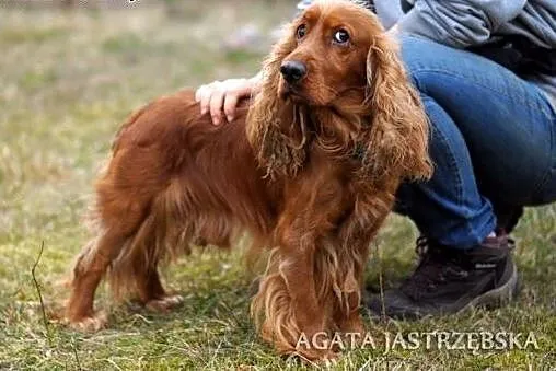 Prześliczny spaniel - Maks :),  warmińsko-mazurski