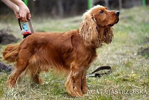 Prześliczny spaniel - Maks :),  warmińsko-mazurski