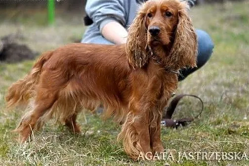 Prześliczny spaniel - Maks :),  warmińsko-mazurski