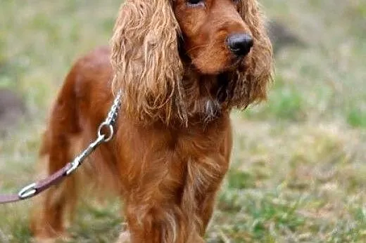 Prześliczny spaniel - Maks :),  warmińsko-mazurski