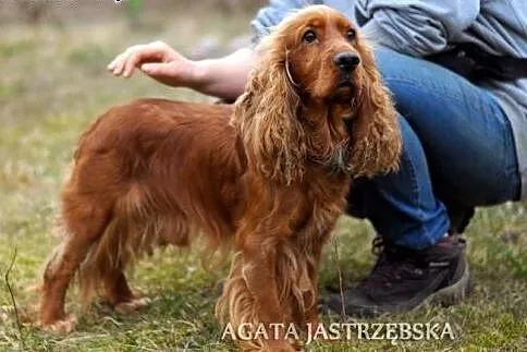 Prześliczny spaniel - Maks :),  warmińsko-mazurski