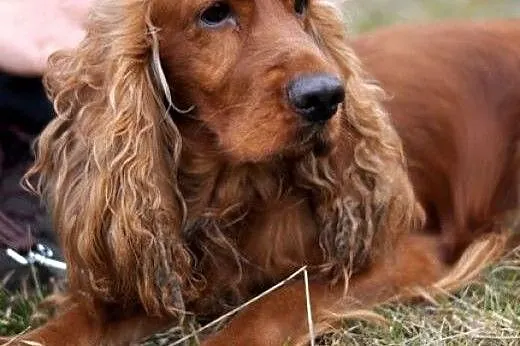 Prześliczny spaniel - Maks :),  warmińsko-mazurski
