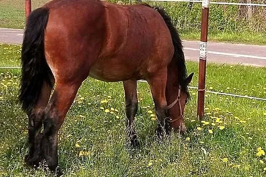 Klacz Polski koń zimnokrwisty, Kujawsko-pomorskie, Kneblowo