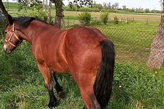 Klacz Polski koń zimnokrwisty, Kujawsko-pomorskie, Kneblowo