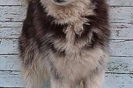 Dingo wspaniały alaskan malamute dla kogoś kto pat