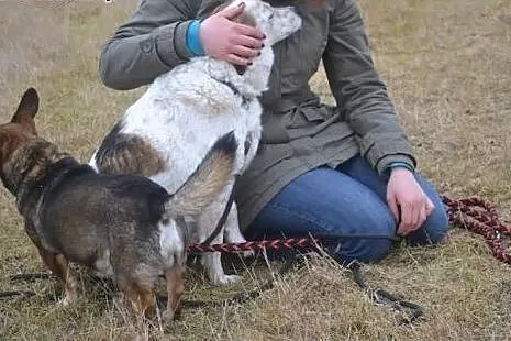 Dwa niezwykle przywiązane do siebie psiaki: Iskra i Bąbelek! Proszą o wspólny dom! FILMIKI,  małopolskie Kraków