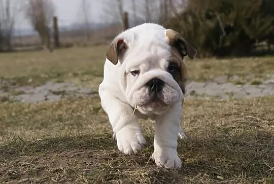 Szczenie Buldog Angielski sprzedam