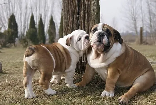 Szczenie Buldog Angielski sprzedam