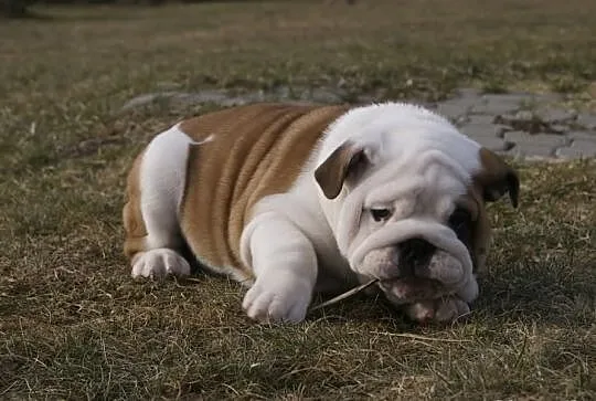 Szczenie Buldog Angielski sprzedam