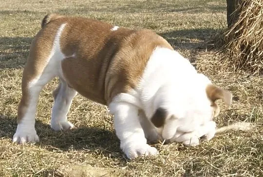 Szczenie Buldog Angielski sprzedam
