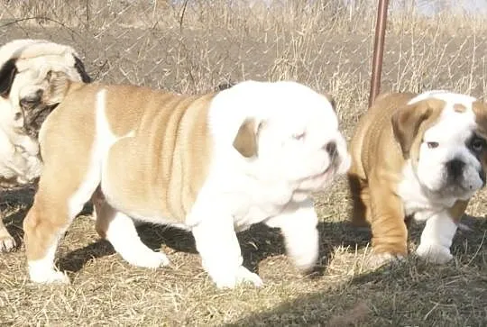 Szczenie Buldog Angielski sprzedam