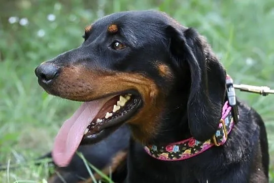 Frela do adopcji, Śląskie, Gliwice
