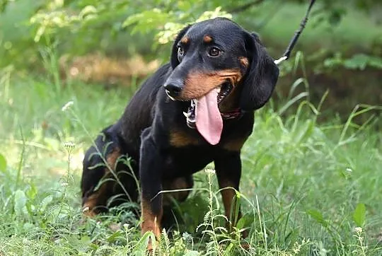 Frela do adopcji, Śląskie, Gliwice
