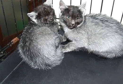 Kociczkaa i kocurek pieknie umaszczone,adopcja!!!,