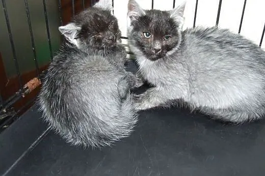 Kociczkaa i kocurek pieknie umaszczone,adopcja!!!,