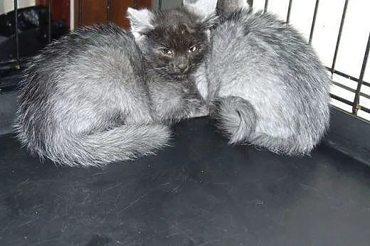 Kociczkaa i kocurek pieknie umaszczone,adopcja!!!,