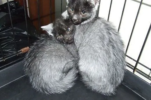 Kociczkaa i kocurek pieknie umaszczone,adopcja!!!,