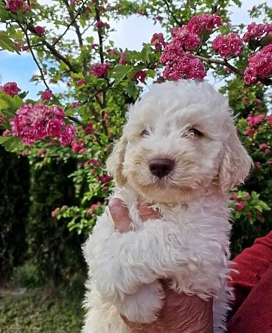Lagotto Romagnolo ZKwP/FCI, Lubelskie, Jakubowice Konińskie