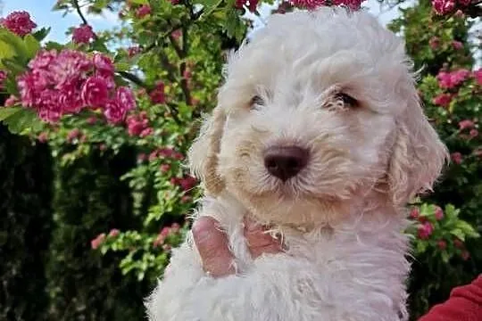 Lagotto Romagnolo ZKwP/FCI, Lubelskie, Jakubowice Konińskie