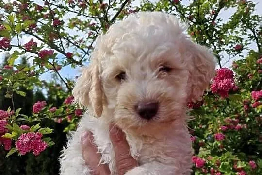 Lagotto Romagnolo ZKwP/FCI, Lubelskie, Jakubowice Konińskie