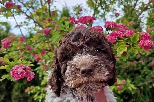 Lagotto Romagnolo ZKwP/FCI, Lubelskie, Jakubowice Konińskie