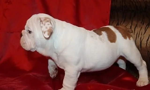Piękny Buldog angielski szczenięta schorzenie, jed