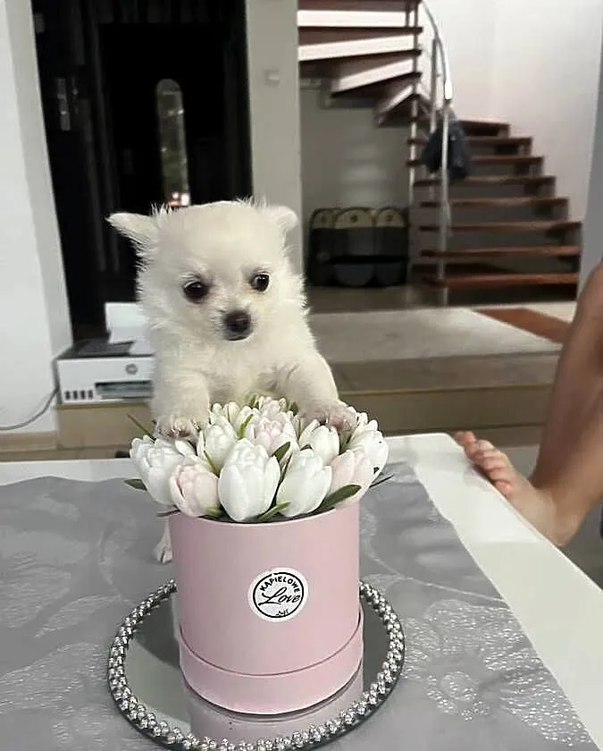 Chihuahua, Warmińsko-mazurskie, Janowiec Kościelny