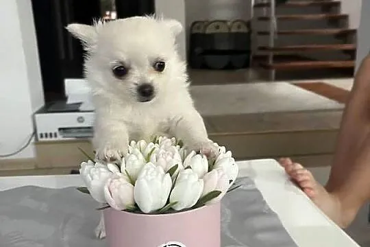 Chihuahua, Warmińsko-mazurskie, Janowiec Kościelny
