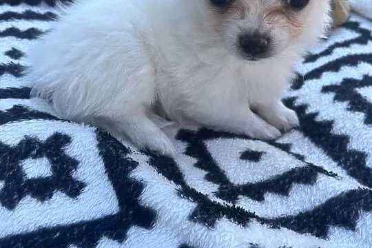 Chihuahua, Warmińsko-mazurskie, Janowiec Kościelny