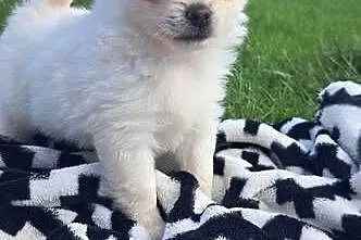 Chihuahua, Warmińsko-mazurskie, Janowiec Kościelny