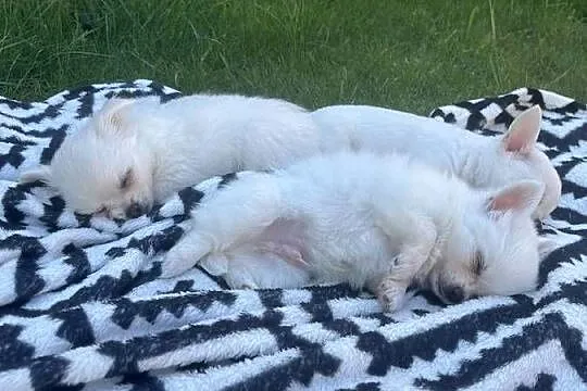 Chihuahua, Warmińsko-mazurskie, Janowiec Kościelny