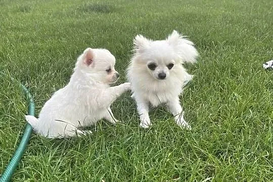 Chihuahua, Warmińsko-mazurskie, Janowiec Kościelny