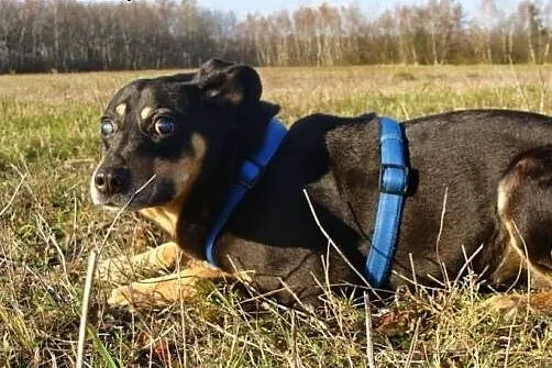 Psiaki z likwidowanego przytuliska błagają o dom, 