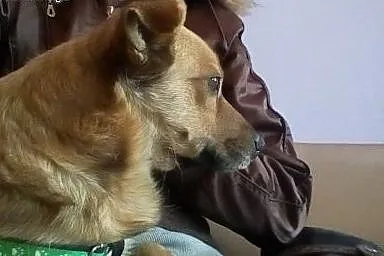 FIGA - wyjątkowa suczka dla wyjątkowego człowieka 
