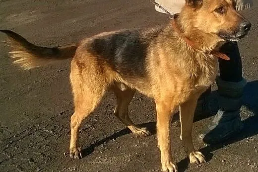 Wspaniałe psiaki z Wodzisławia czekają na Ciebie !