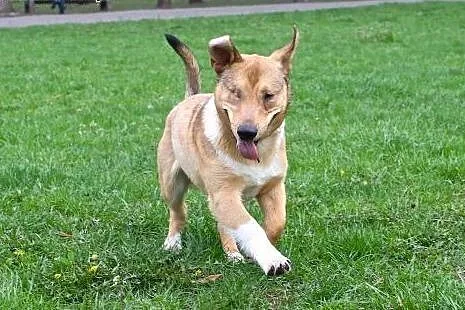 Baścik - mały, smypatyczny, młody - do adopcji,  mazowieckie Warszawa