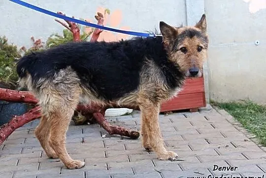 Denver - starszy po przejściach psiak, Mazowieckie, Nowy Dwór Mazowiecki