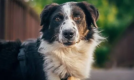 BEY - kochany BORDER COLLIE mix do adopcji., mazo